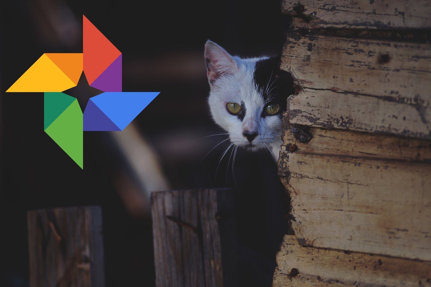 谁可以看到我的 Google 照片?